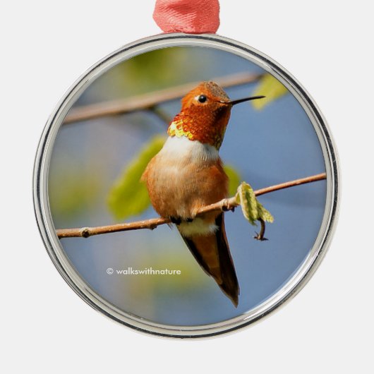 Hübsch sitzen: Male Rufous Hummingbird Silbernes Ornament (Vorne)
