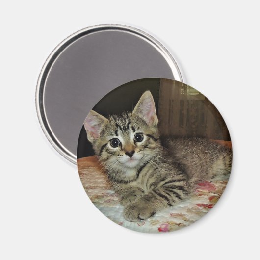 Hübsch Tiger Kitten Magnet (Vorderseite/Rückseite)