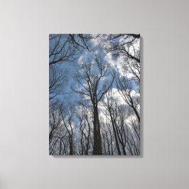 Hübsch Tulip Poplar Trees Cloudy Blue Sky Leinwanddruck