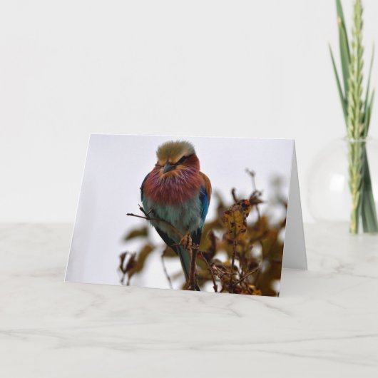 Hübsch und stolz karte (Vorderseite)