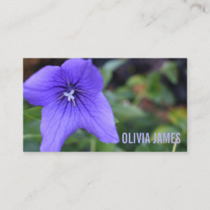 Hübsch-violette Blumen Naturgarten Fotografie Visitenkarte