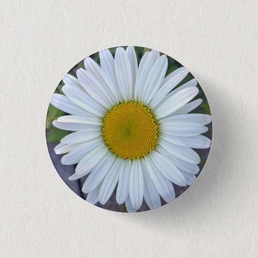 Hübsch White Daisy Foto Button (Vorderseite)