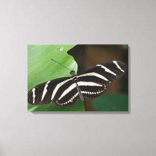 Hübsch Zebra Longwing Butterfly Canvas Print Leinwanddruck