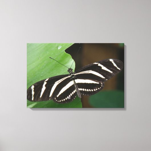 Hübsch Zebra Longwing Butterfly Canvas Print Leinwanddruck (Vorderseite)