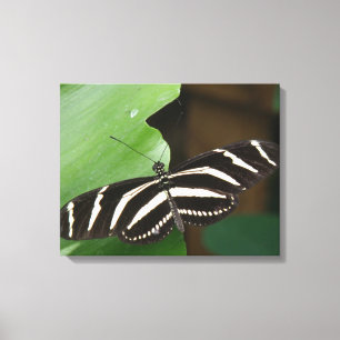 Hübsch Zebra Longwing Butterfly Canvas Print Leinwanddruck