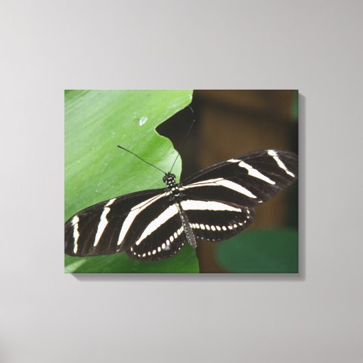 Hübsch Zebra Longwing Butterfly Canvas Print Leinwanddruck (Vorderseite)