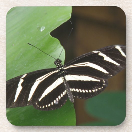 Hübsch Zebra Longwing Butterfly Cork Untersetzer (Vorderseite)