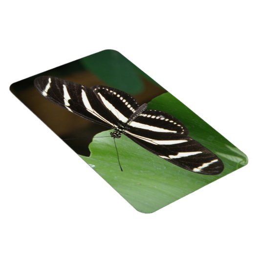 Hübsch Zebra Longwing Butterfly Flexi Magnet (Rechte Seite)