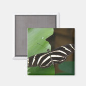 Hübsch Zebra Longwing Butterfly Magnet (Vorderseite/Rückseite)