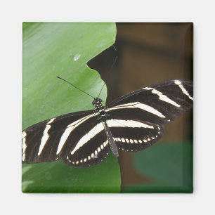 Hübsch Zebra Longwing Butterfly Magnet