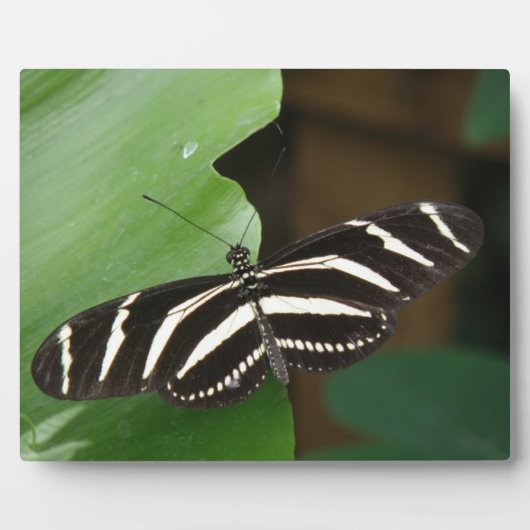 Hübsch Zebra Longwing Butterfly Plaque Fotoplatte (Vorderseite)