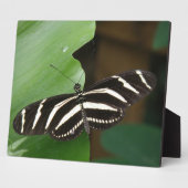 Hübsch Zebra Longwing Butterfly Plaque Fotoplatte (Seite)