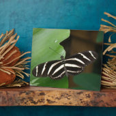 Hübsch Zebra Longwing Butterfly Plaque Fotoplatte (Seite)