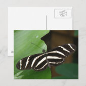 Hübsch Zebra Longwing Butterfly Postcard Postkarte (Vorne/Hinten)