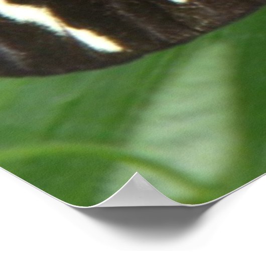 Hübsch Zebra Longwing Butterfly Print Poster (Ecke)