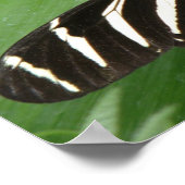 Hübsch Zebra Longwing Butterfly Print Poster (Ecke)
