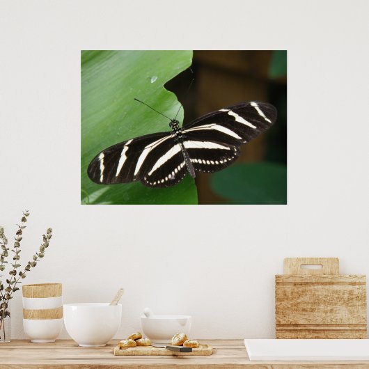 Hübsch Zebra Longwing Butterfly Print Poster (Küche)