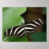 Hübsch Zebra Longwing Butterfly Print Poster (Vorne)
