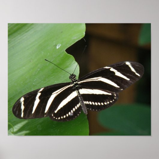 Hübsch Zebra Longwing Butterfly Print Poster (Vorne)
