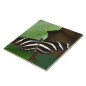 Hübsch Zebra Longwing Butterfly Tile Fliese (Seite)