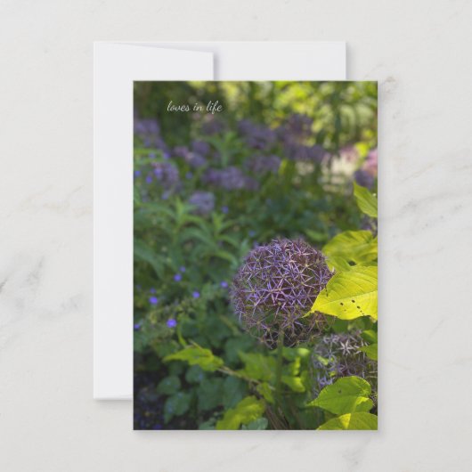 Hübsche Allium Mitteilungskarte (Vorderseite)