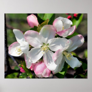 Hübsche Apfel-Frühlingsblüten Nahaufnahme Poster