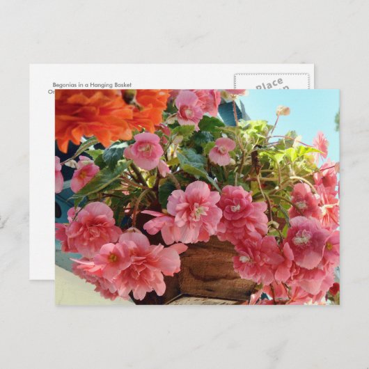 Hübsche Begonia-Blume Postkarte (Vorne/Hinten)