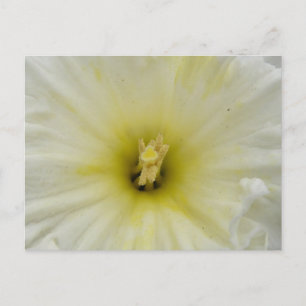 Hübsche blasse affodische Postkarte