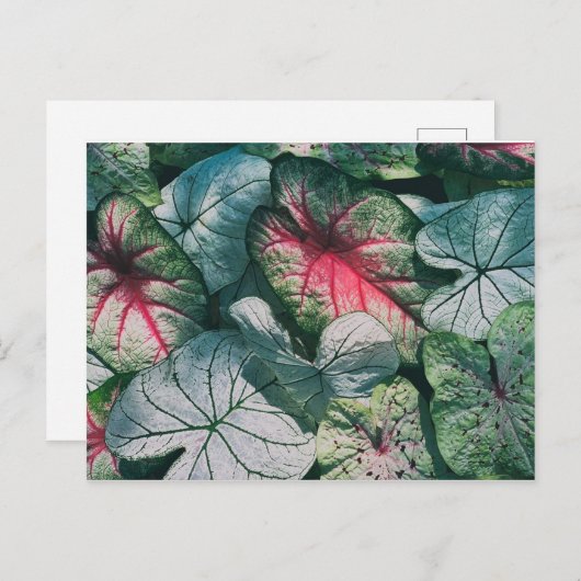 Hübsche Blätter Postkarte (Vorne/Hinten)