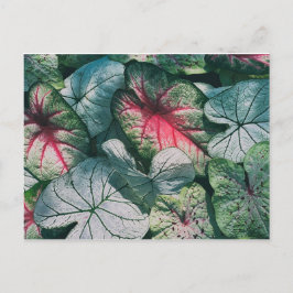Hübsche Blätter Postkarte