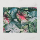 Hübsche Blätter Postkarte (Vorderseite)