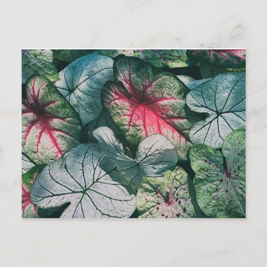 Hübsche Blätter Postkarte (Vorderseite)