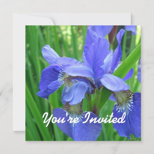Hübsche blaue Iris-Blume, Hochzeit, Party, Einladung (Rückseite)