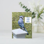 Hübsche blaue Jay auf Postkarten (Stehend Vorderseite)