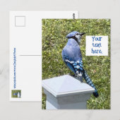 Hübsche blaue Jay auf Postkarten (Vorne/Hinten)