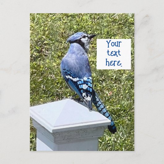Hübsche blaue Jay auf Postkarten (Vorderseite)