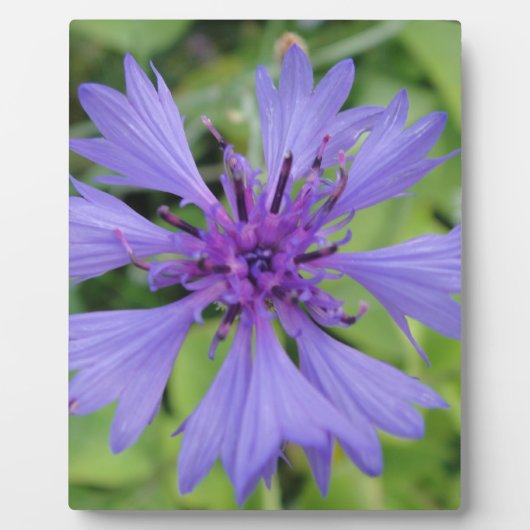 Hübsche blaue Kornblume Fotoplatte (Vorderseite)