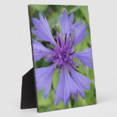 Hübsche blaue Kornblume Fotoplatte (Seite)
