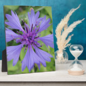 Hübsche blaue Kornblume Fotoplatte (Seite)