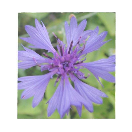 Hübsche blaue Kornblume Notizblock (Vorderseite)