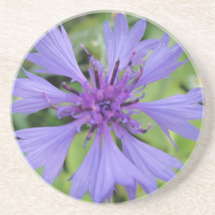 Hübsche blaue Kornblume Sandstein Untersetzer