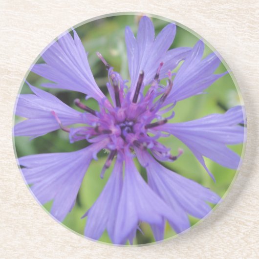 Hübsche blaue Kornblume Sandstein Untersetzer (Vorne)