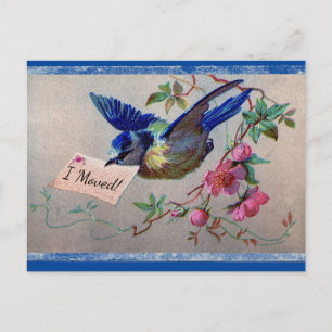Hübsche Blaue Vogel Ich zog Postkarte