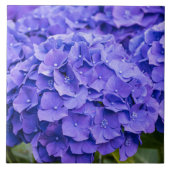 Hübsche Bluish Lila Summer Hydrangeas Fliese (Vorderseite)