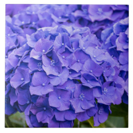 Hübsche Bluish Lila Summer Hydrangeas Fliese