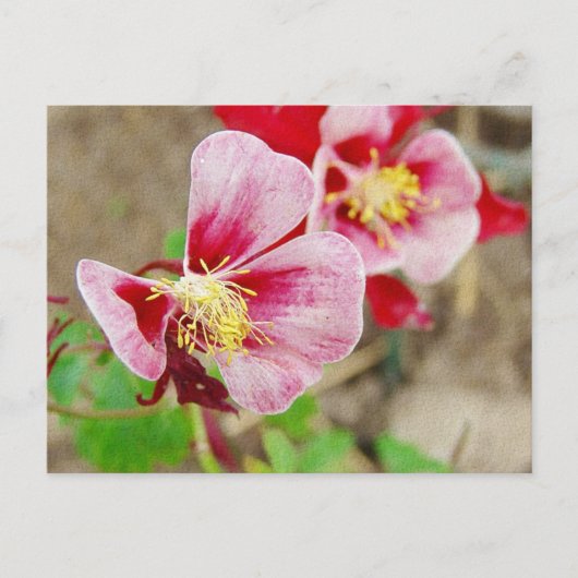 HÜBSCHE BLUME 2 POSTKARTE (Vorderseite)