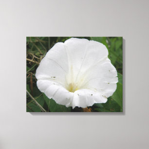 Hübsche Blume Canvas Leinwanddruck