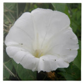 Hübsche Blume Convolvula Tile Fliese (Vorderseite)