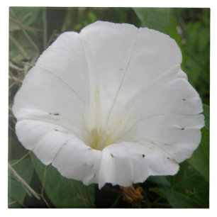 Hübsche Blume Convolvula Tile Fliese