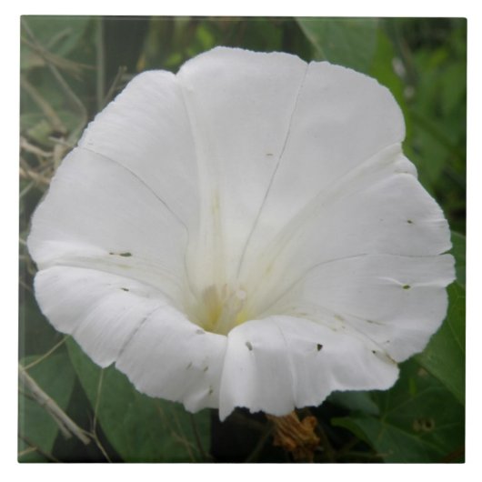 Hübsche Blume Convolvula Tile Fliese (Vorderseite)